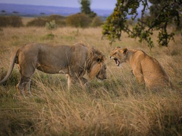 pexels-twilightkenya-7280783