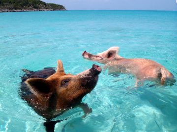 Vorobek_Bahamas_-_swimming_pigs