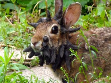 6C8248656-130712-frankenstein-rabbit-hmed-405p