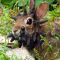 6C8248656-130712-frankenstein-rabbit-hmed-405p
