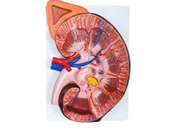 Medical-Science-High-Quality-Anatomical-Enlarged-Life-Size-Human-Kidney-Model