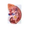 Medical-Science-High-Quality-Anatomical-Enlarged-Life-Size-Human-Kidney-Model