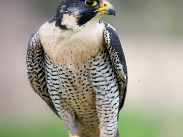 Peregrine falcon RoMW