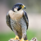 Peregrine falcon RoMW