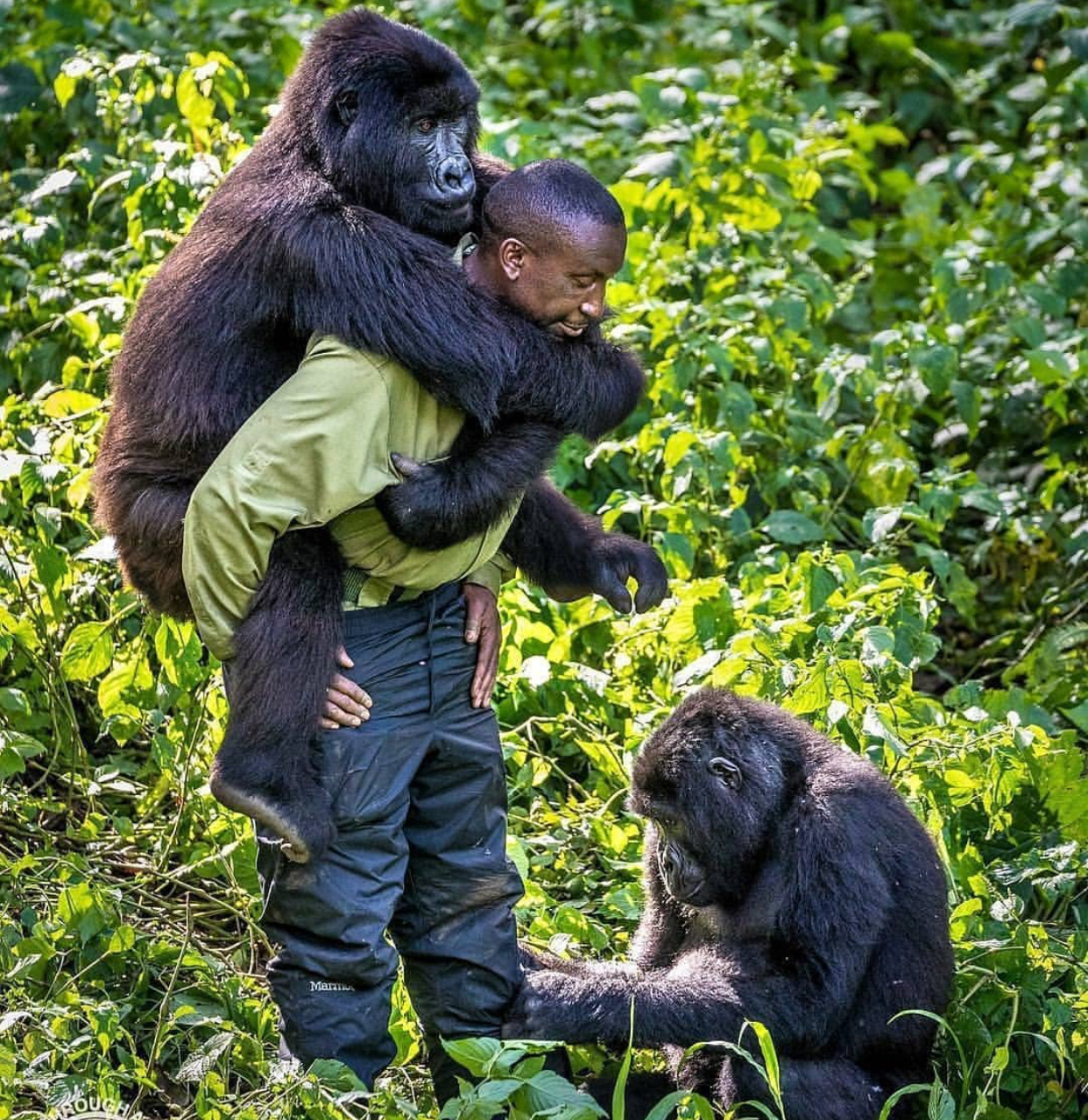 40p gorilla images